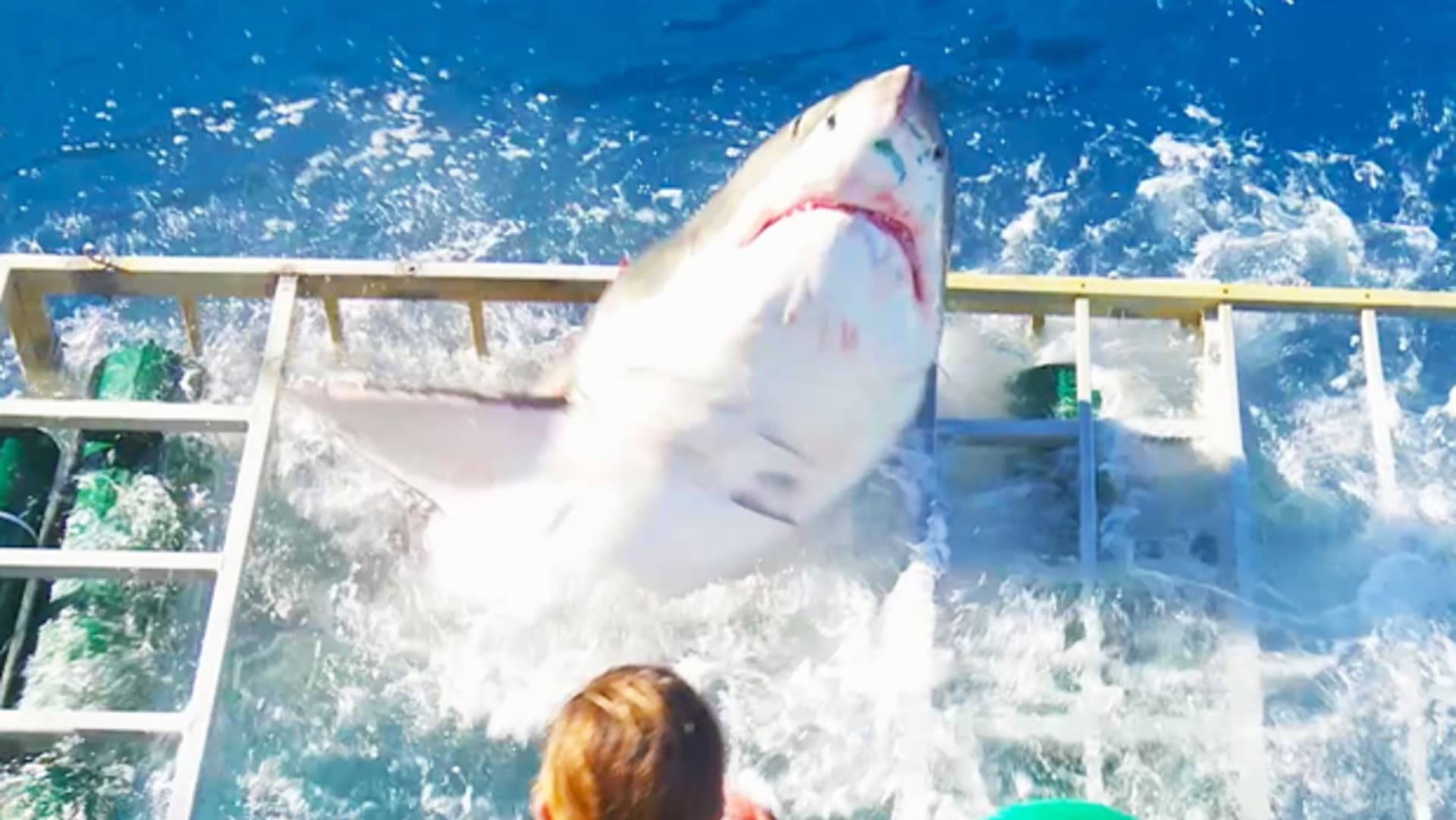 Velký žralok bílý se dostal k potápěčovi do klece!