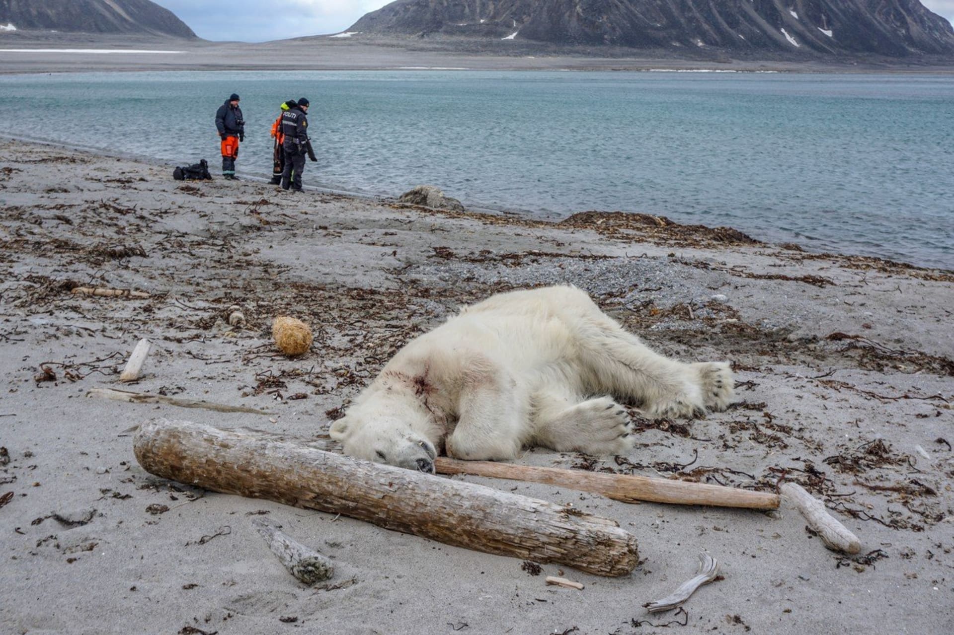 Zabitý lední medvěd