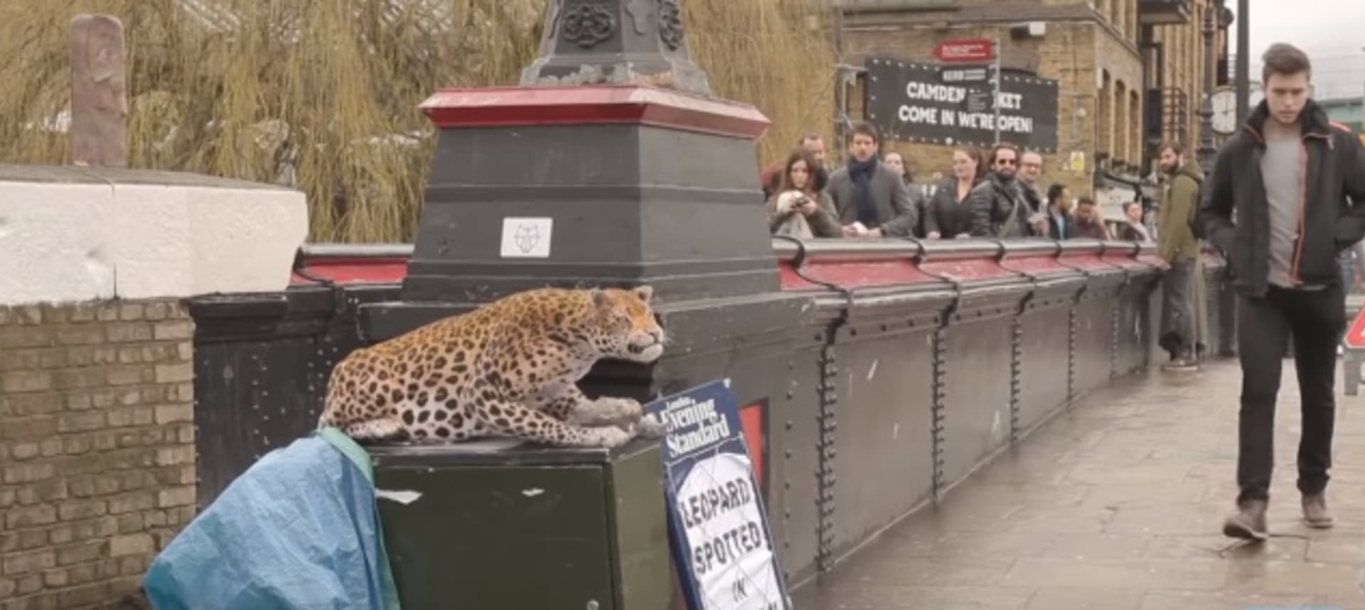 leopard prank