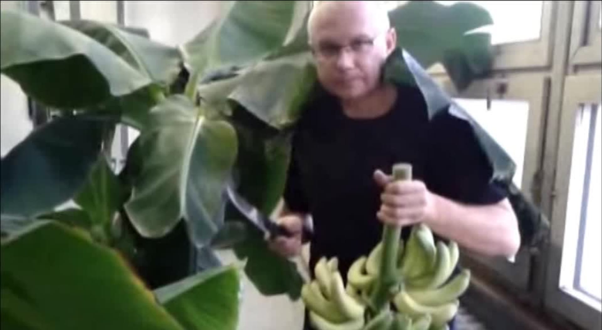 Video Divácké zprávy: Čerstvé banány si můžete sami vypěstovat i v Čechách