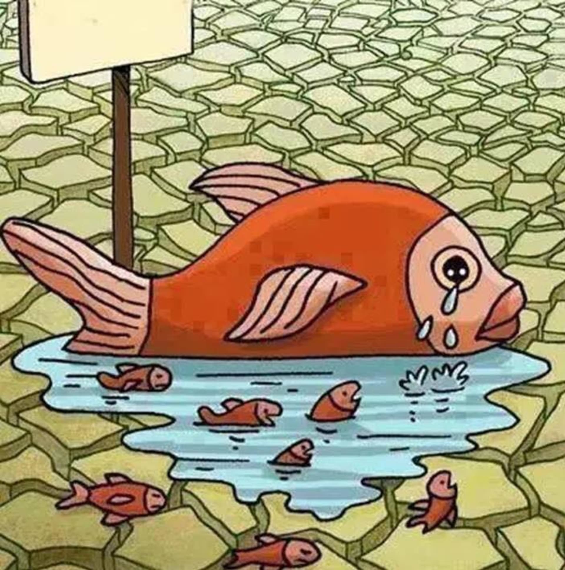 Ryba na suchu