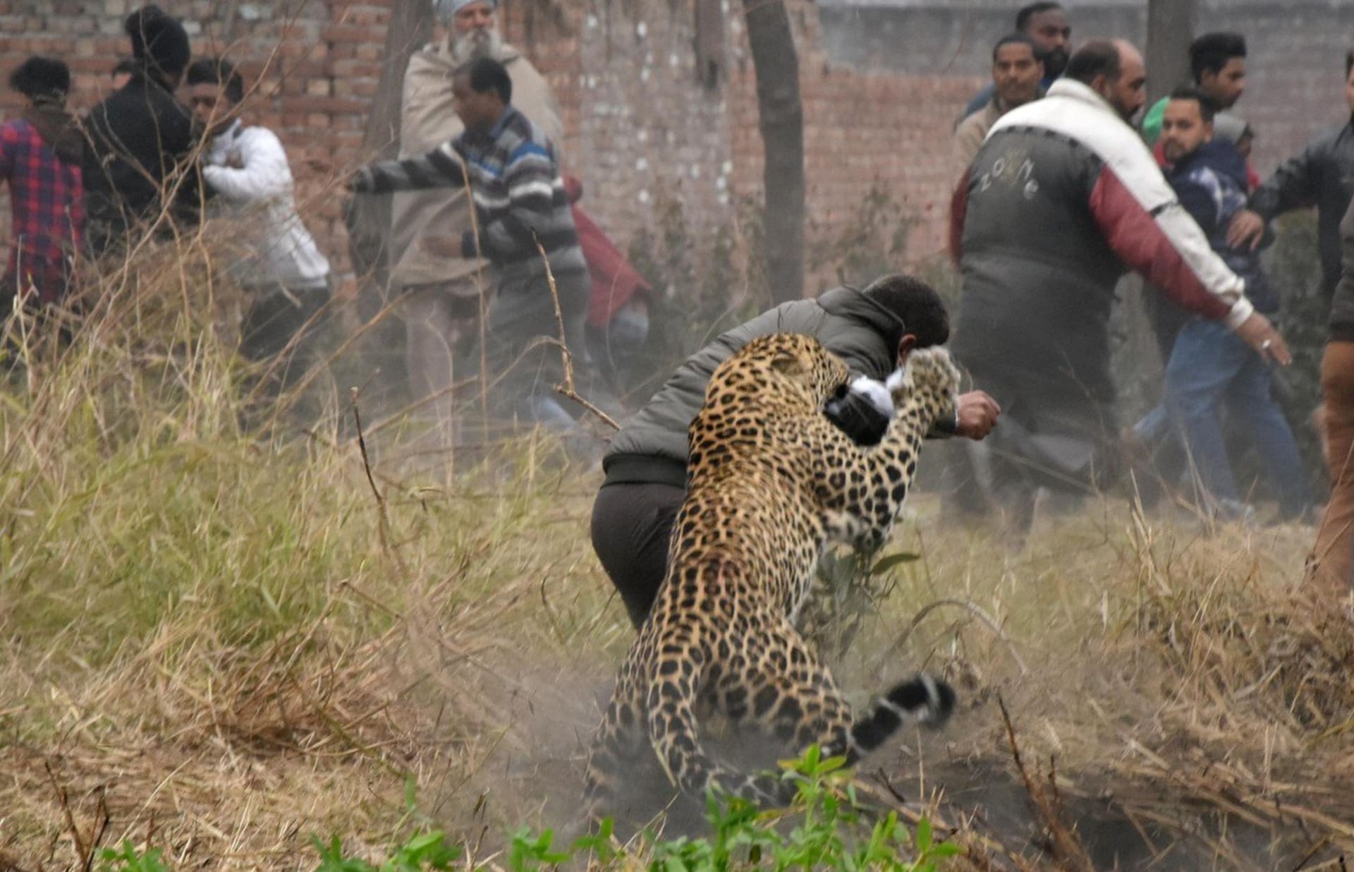 Leopard zaútočil na lidi ve městě 2