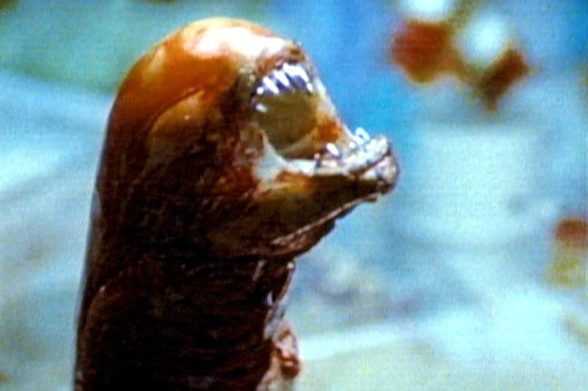 Fotka z filmu Vetřelec (1979)