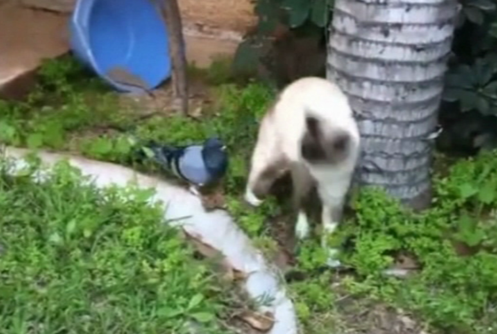 video Divácké zprávy: Holub laškuje s kočkou. Nebo naopak?