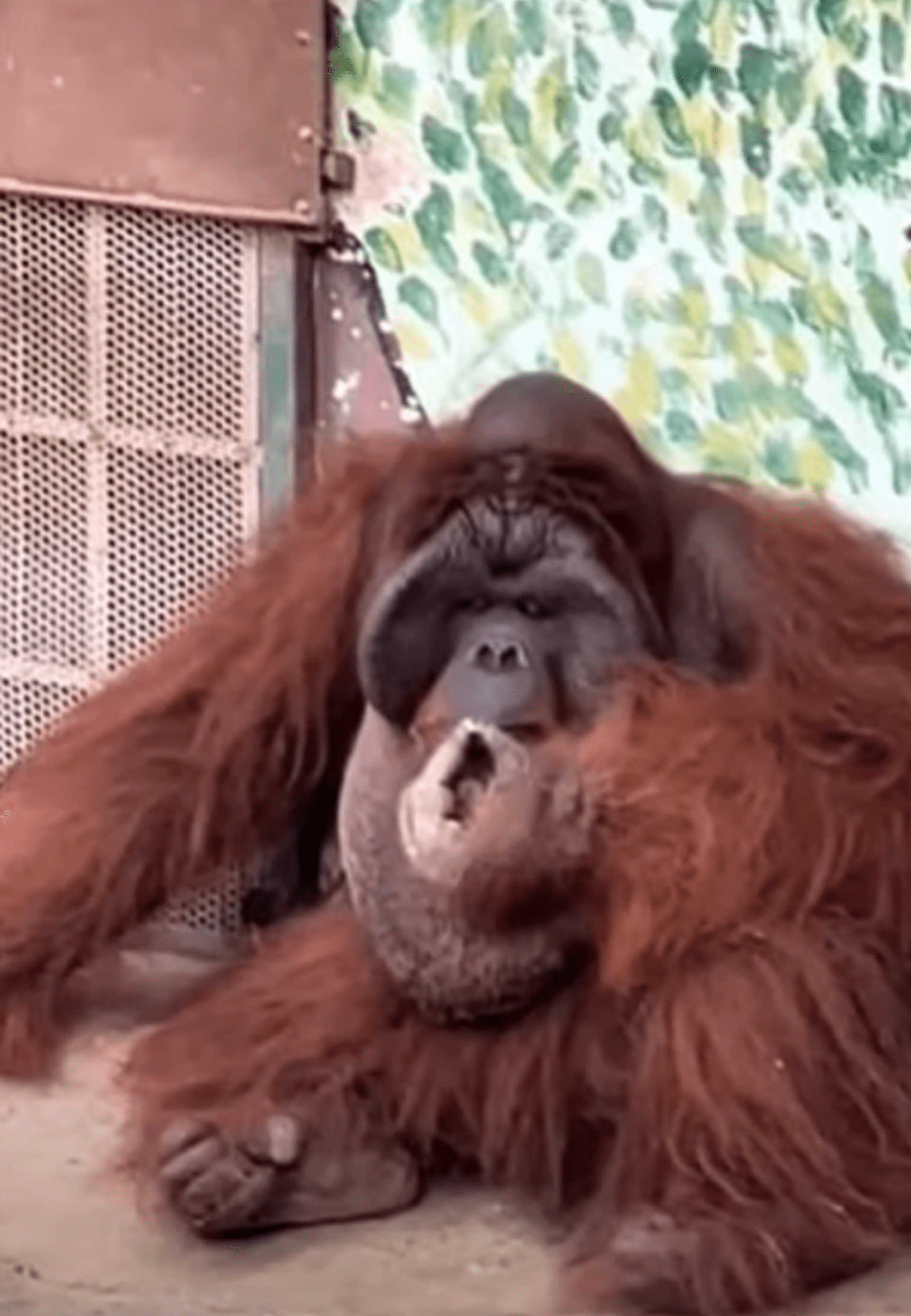 Kouřící orangutan vyvolal vlnu kritiky