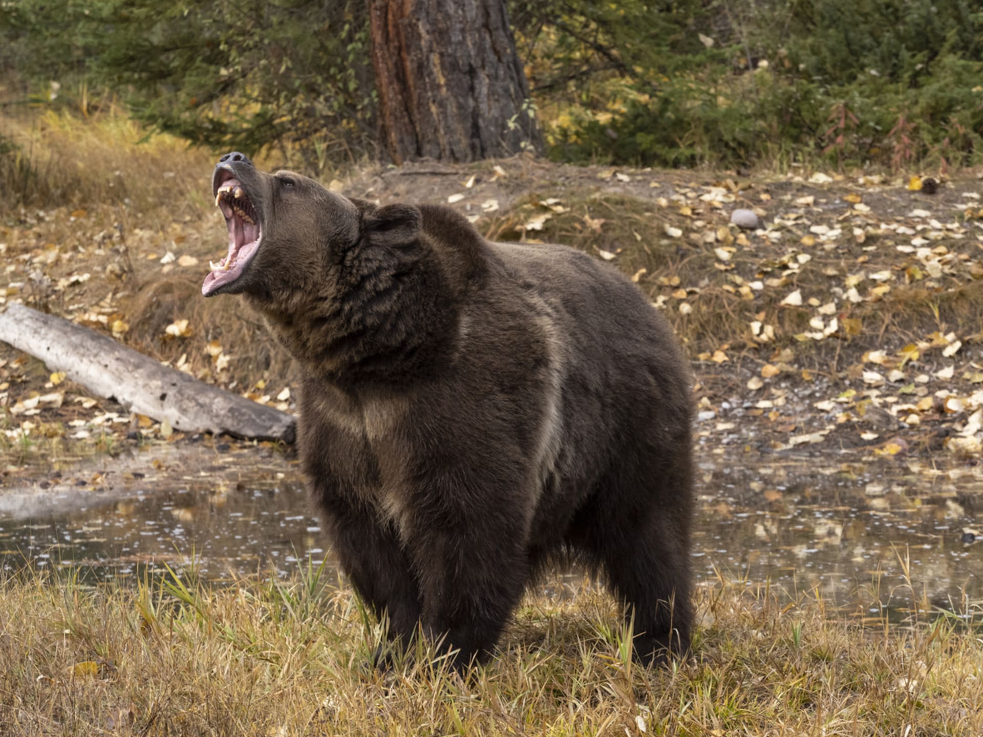 Myslivec popsal děsivé setkání s medvědem (ilustrační foto).