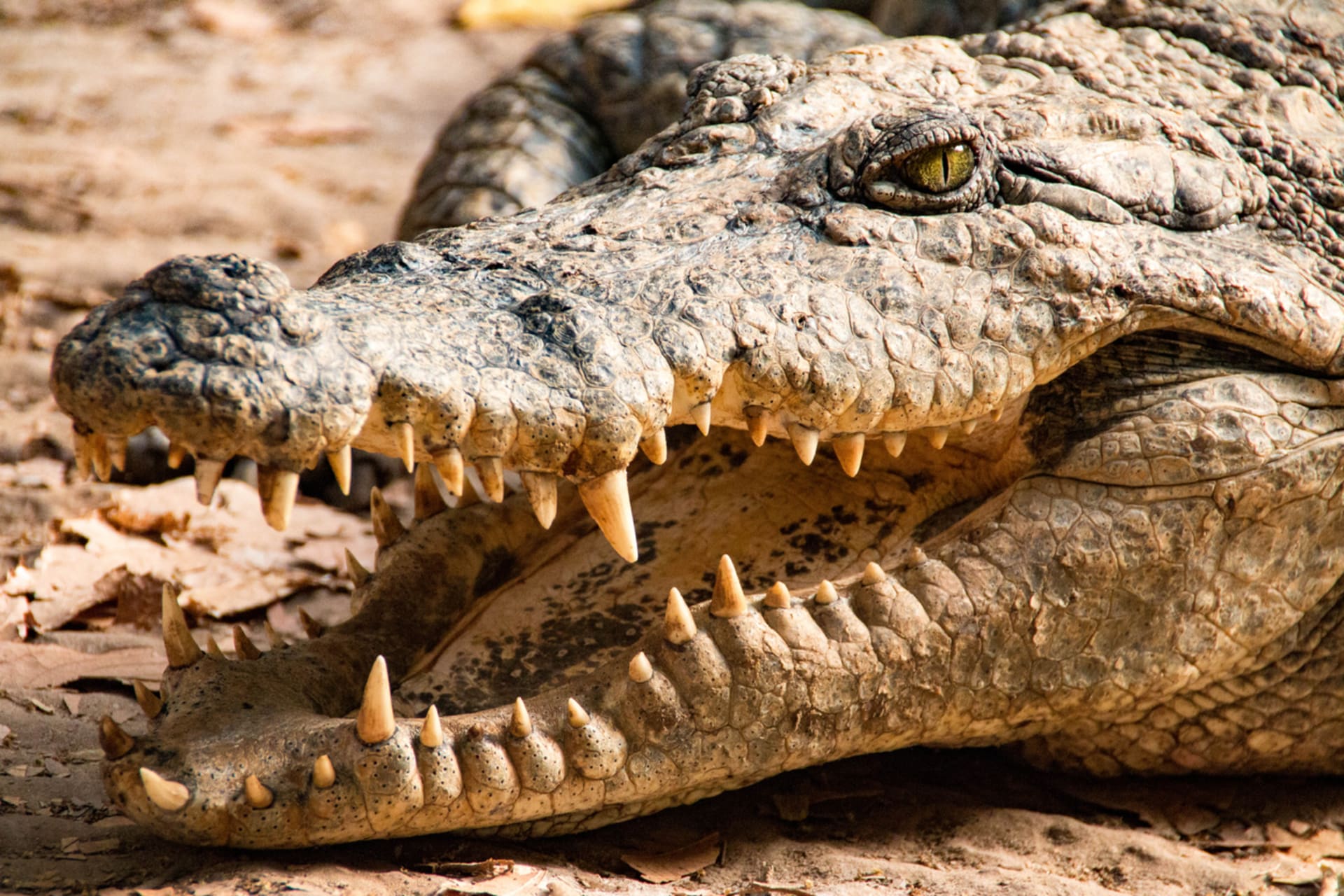 Krokodýl Usáma bin Ládin terorizoval vesnici v Africe 1