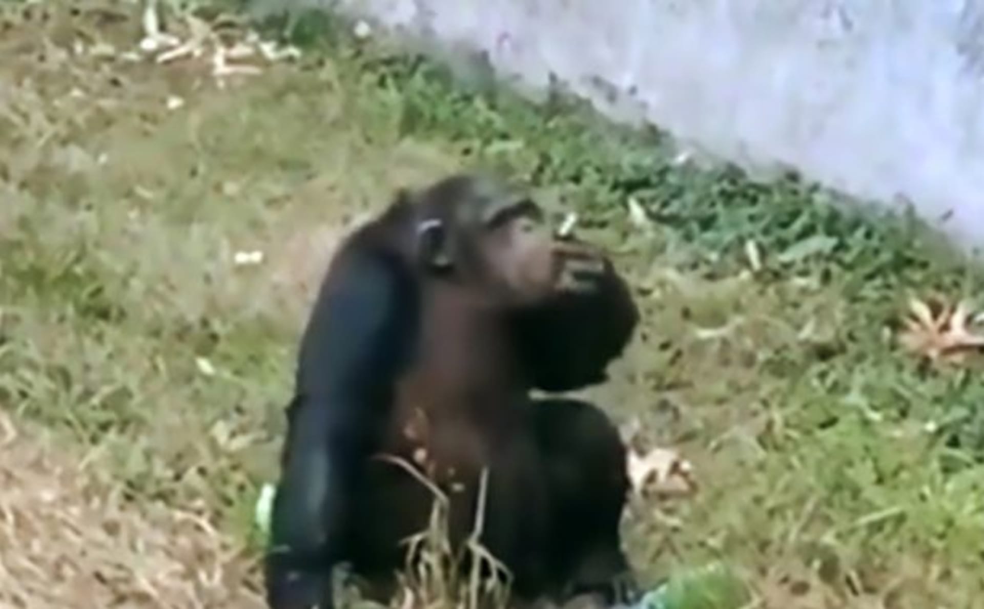 Šimpanz kouří cigaretu v zoo