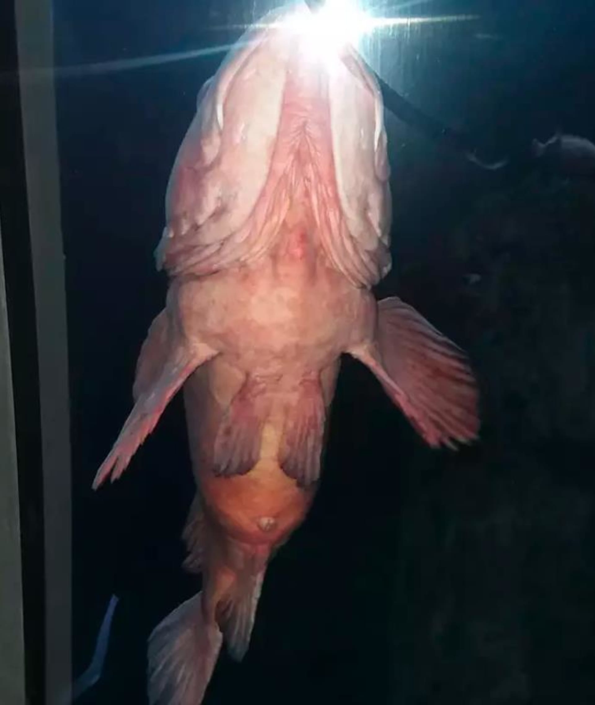 Ryba, která vypadá jako mužský úd 1