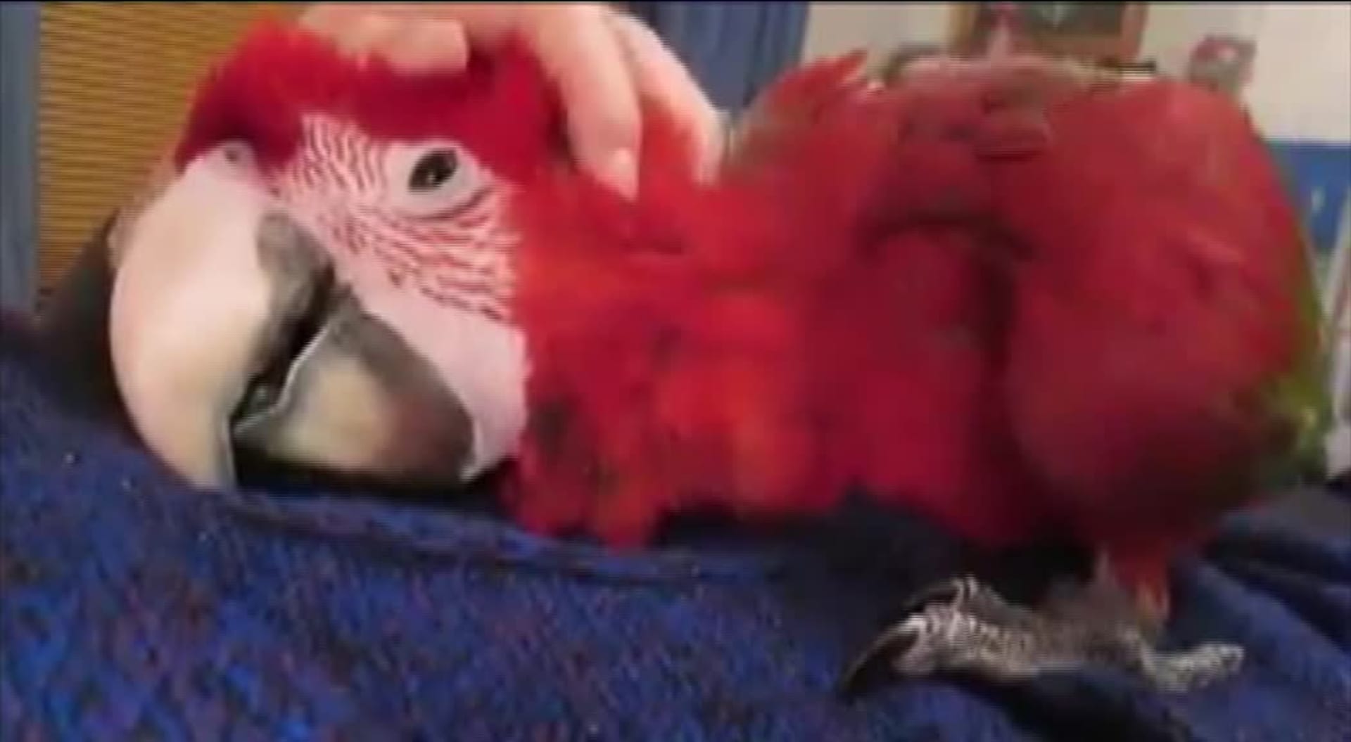 Video Divácké zprávy: Papoušek si hlazení vyloženě užívá