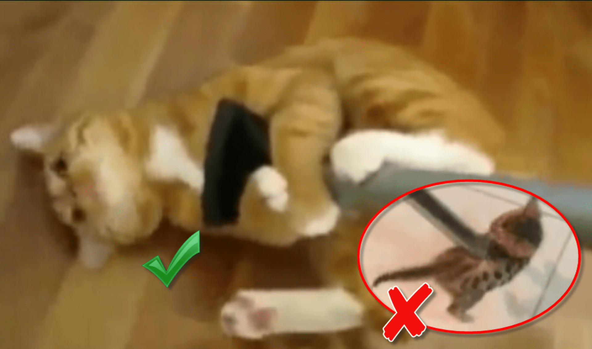 video Divácké zprávy: Chudák koťátko, malem ho vyluxovali!