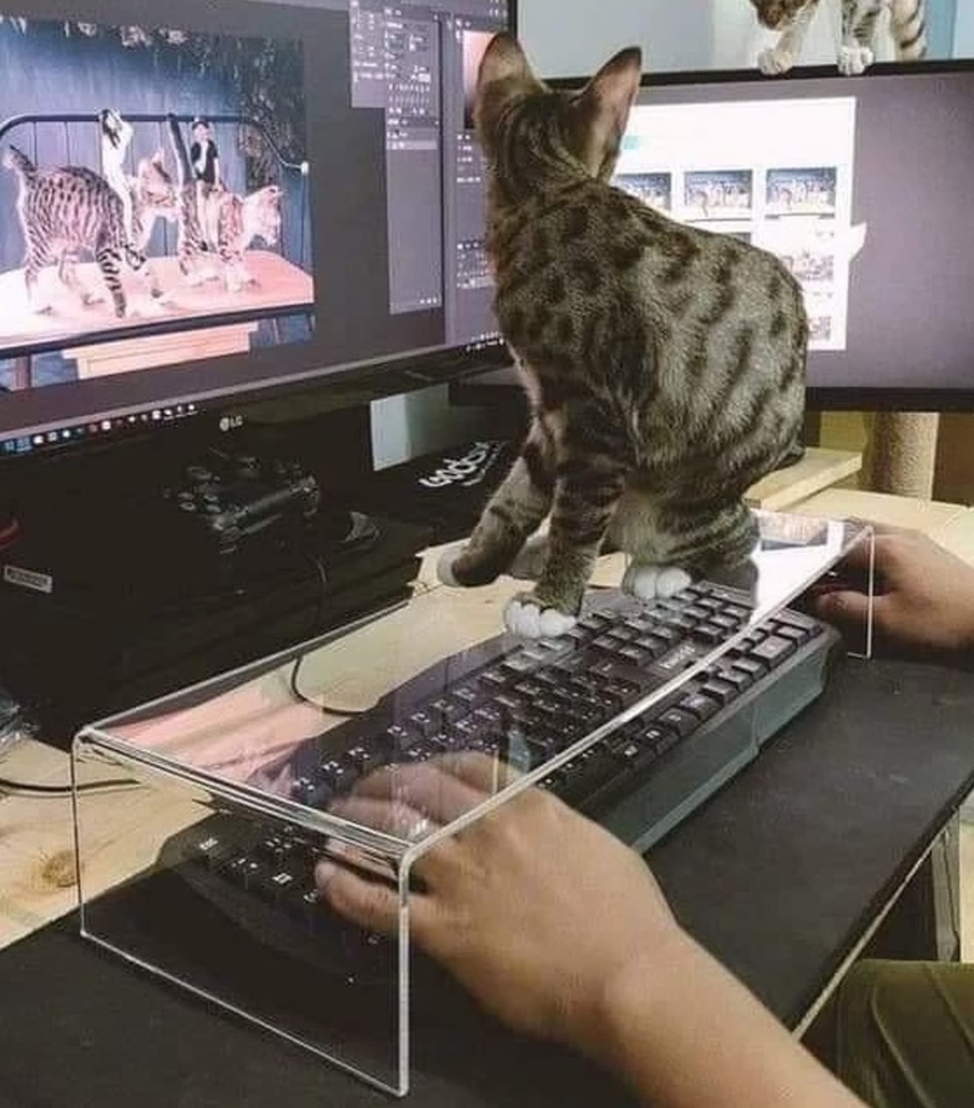 Snadný způsob, jak udržet kočku mimo klávesnici.