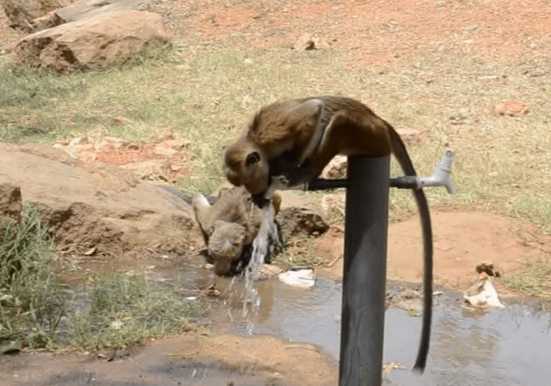 video Divácké zprávy: Chytré opičky si umí samy otevřít kohoutek s vodou
