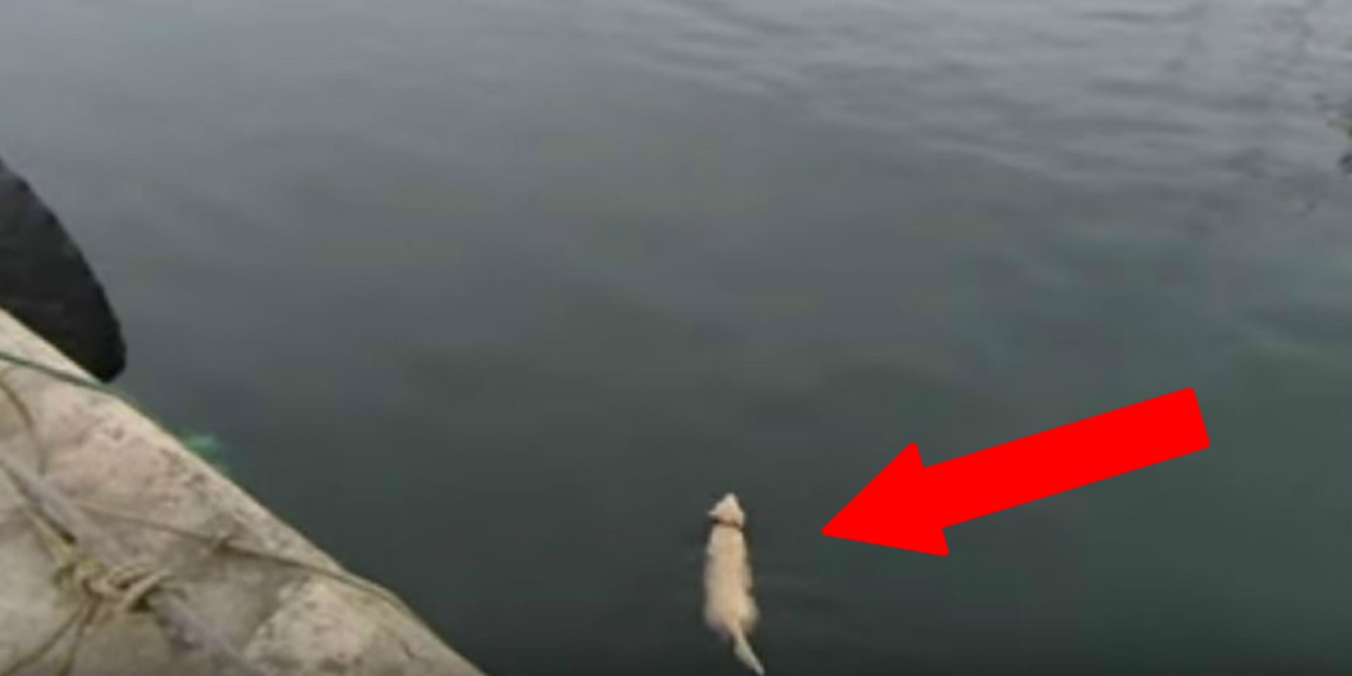 Za kým plaval tenhle pes?