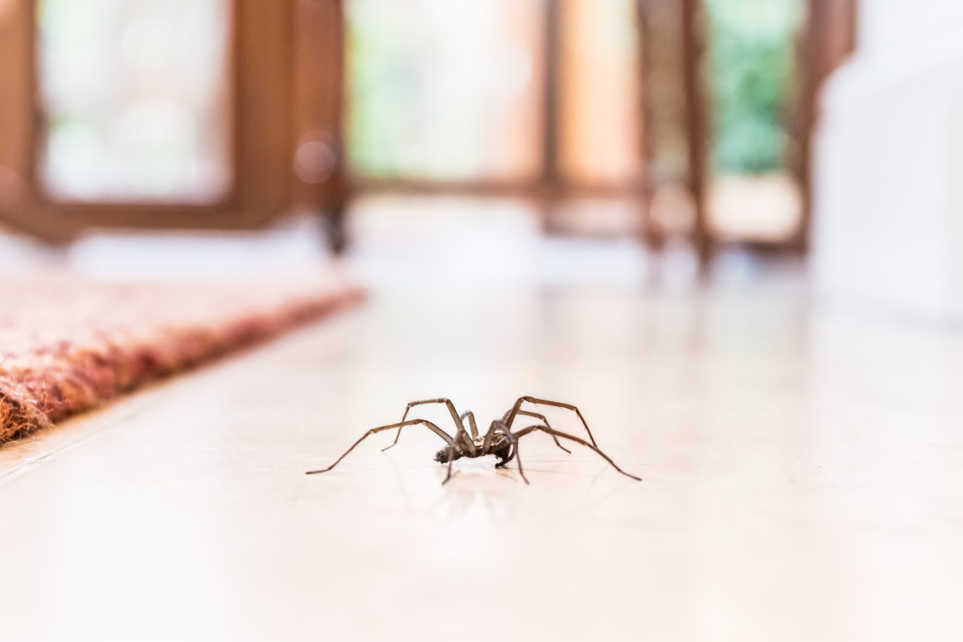 Muž za´bil šestiměsíční dítě kvůli pavoukovi