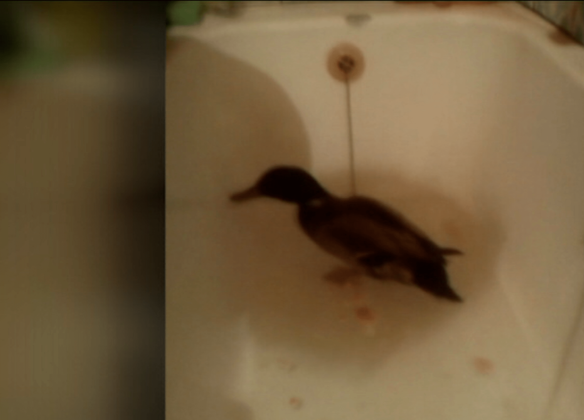 video Divácké zprávy: Zachráněný kačer přežil ve vaně místo kapra