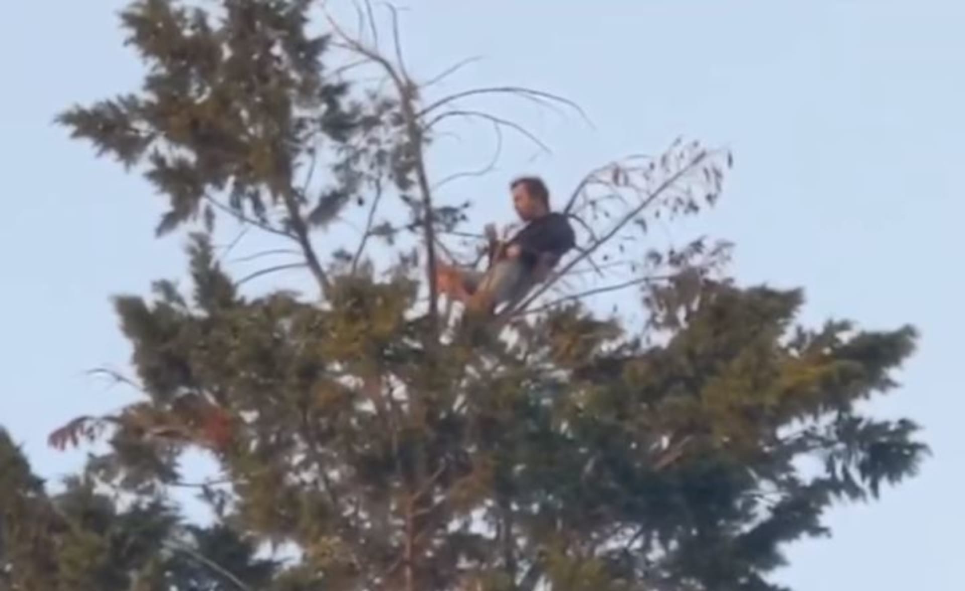 Muž na stromě  2