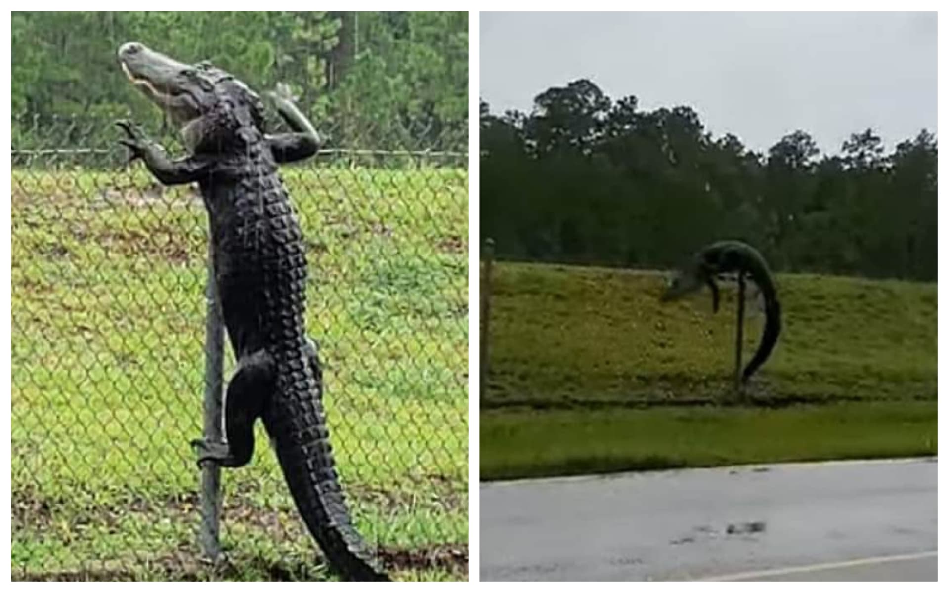 Obří aligátor šplhá přes plot