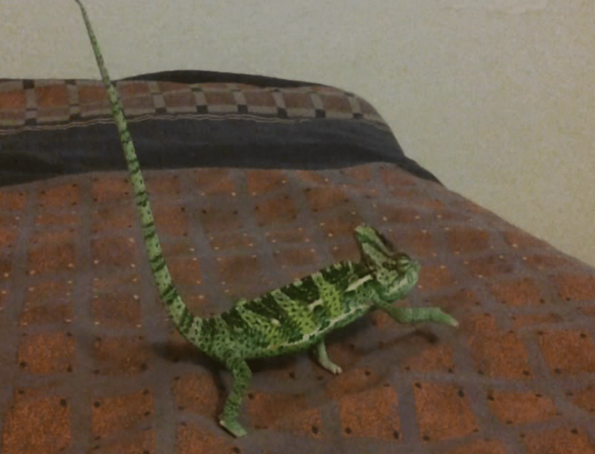 video Divácké zprávy: Tenhle chameleon opravdu umí rapovat!