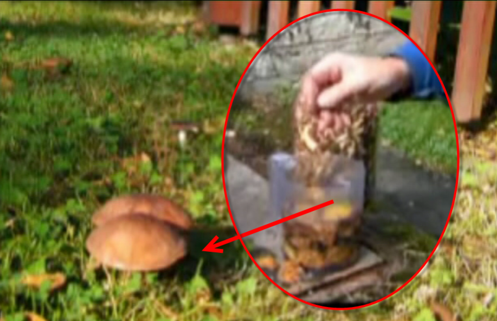 video Divácké zprávy: Tak tenhle návod na pěstování hub snad ani radši nezkoušejte...