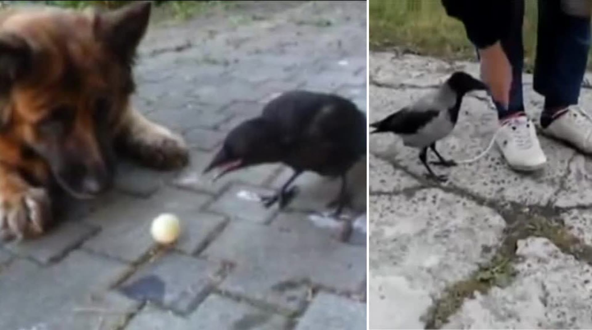 Video Divácké zprávy: S vránami si není radno zahrávat. Jsou mazané!