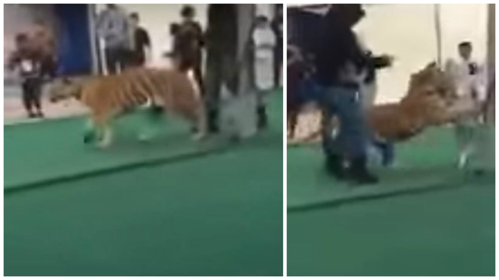 Tygr napadl malou dívku