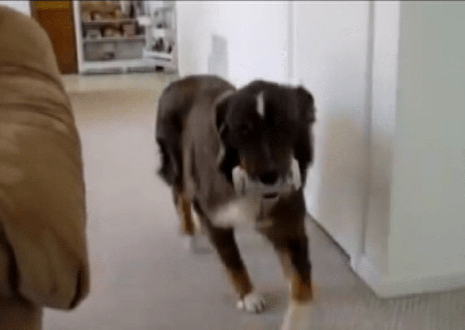 Video Divácké zprávy: ... a co umí váš pes?