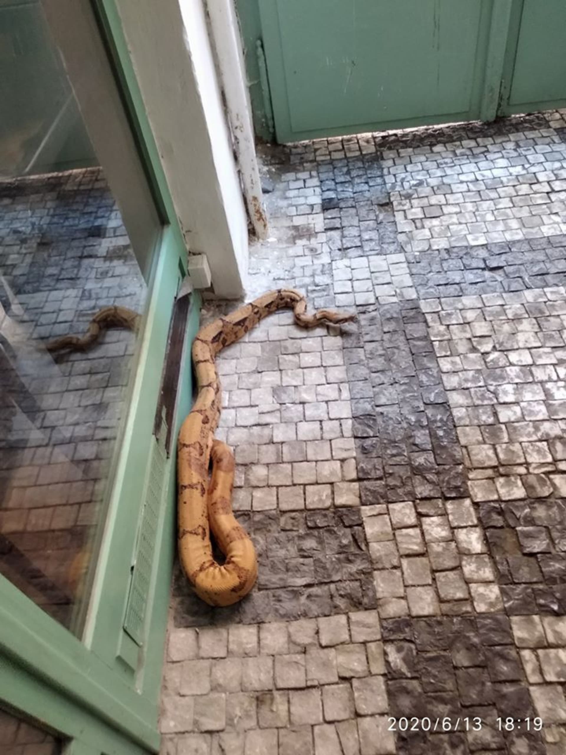 Obrovský had vyděsil lidi v Praze 1