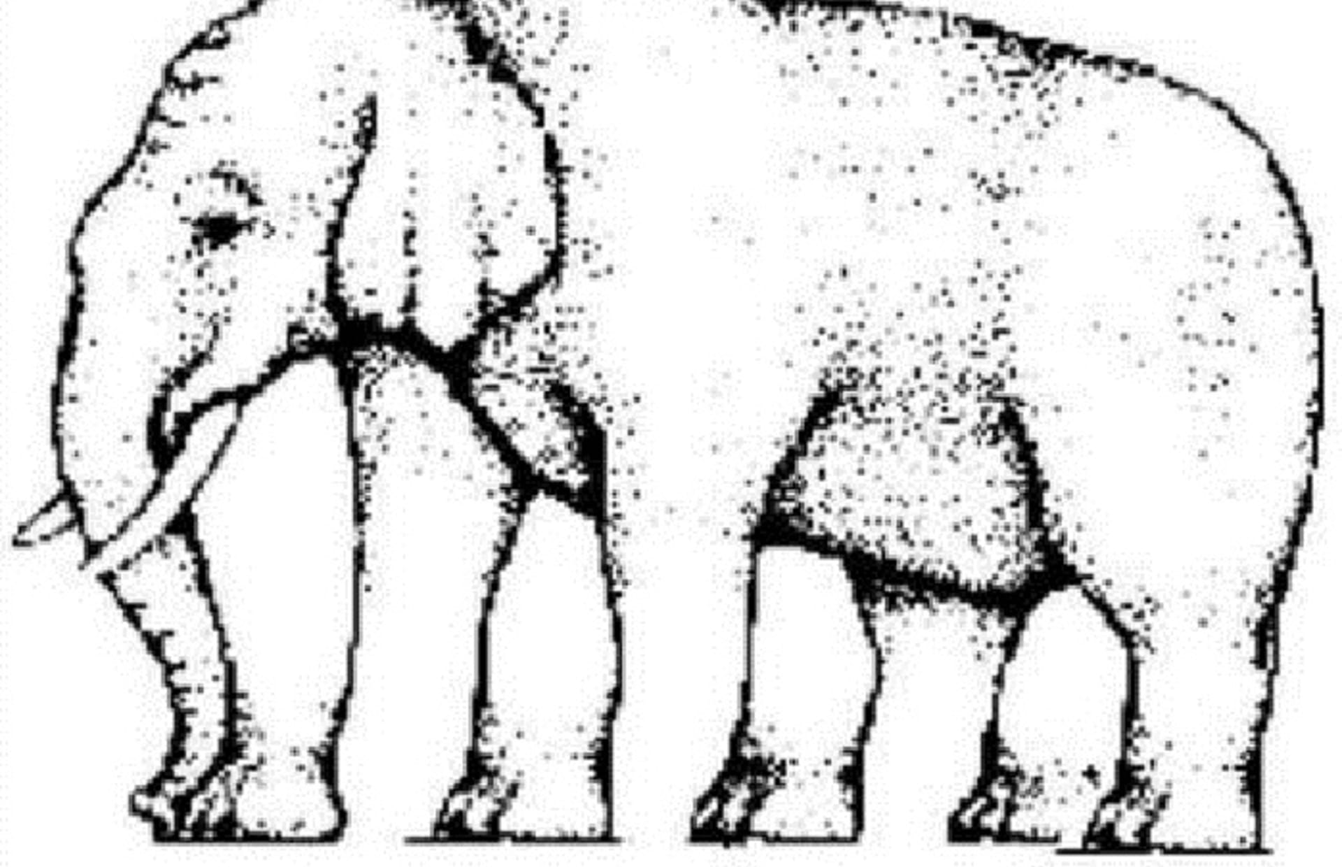 Uhádnete, kolik má slon nohou?