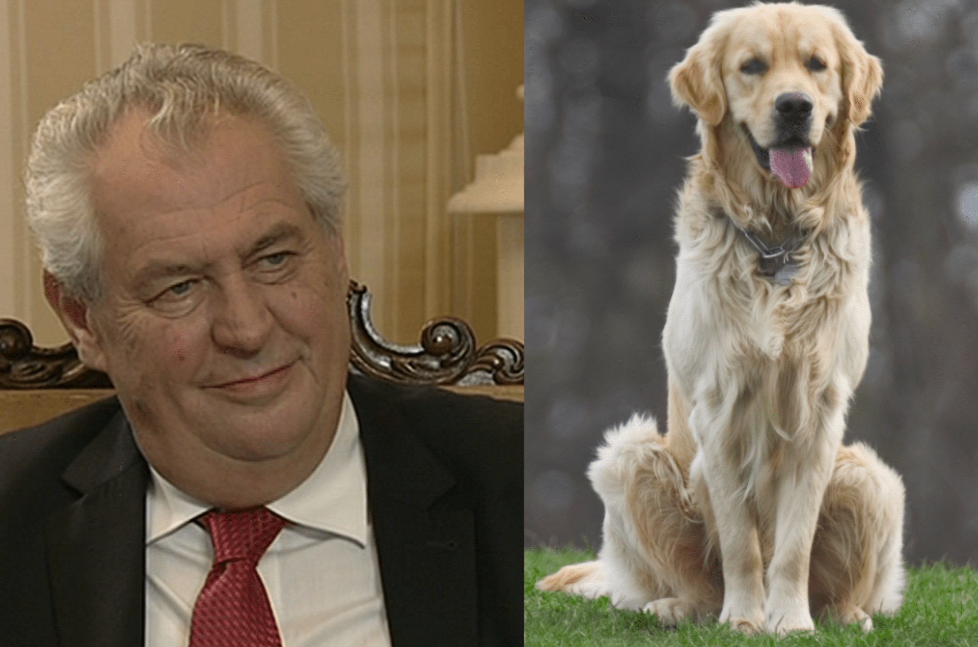 Video VIP zprávy: Prezident Zeman má trable se psem