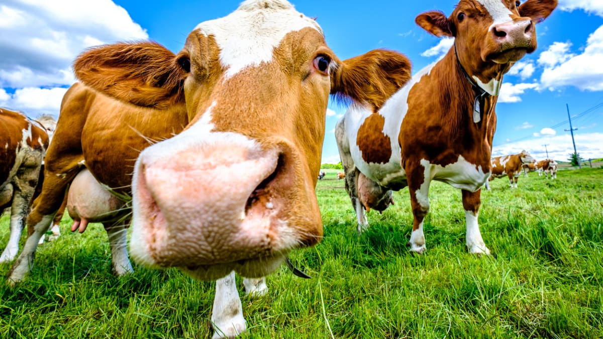 Krávy jsou největším zdrojem skleníkových plynů na Novém Zélandu