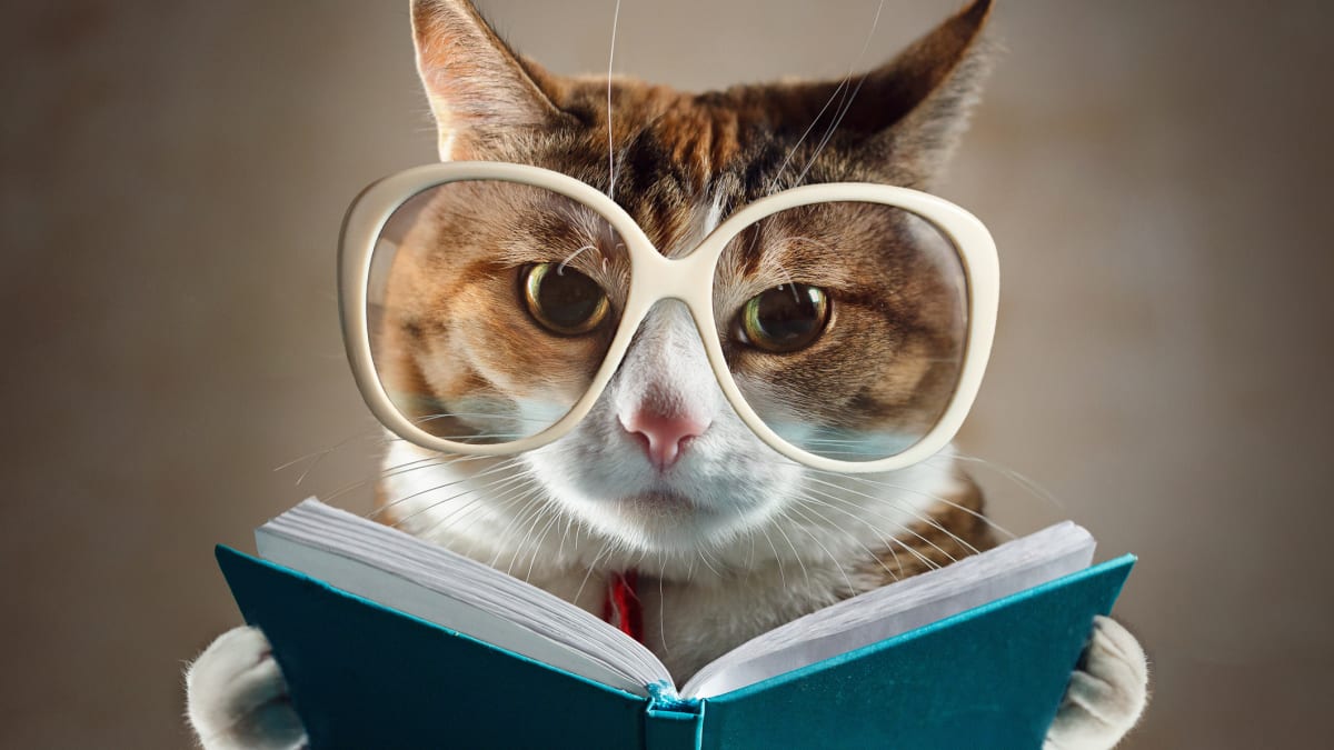 Majitelé koček jsou inteligentnější, tvrdí odborníci
