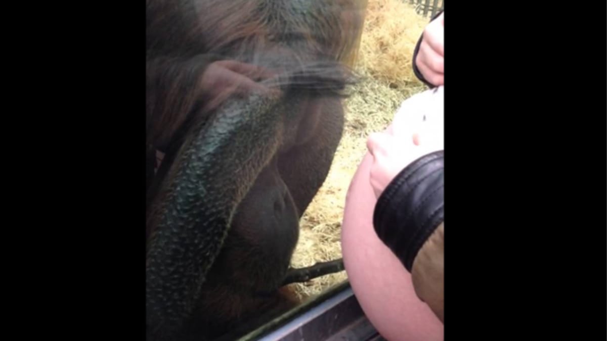 Orangutan je fascinovaný těhotenským bříškem ženy