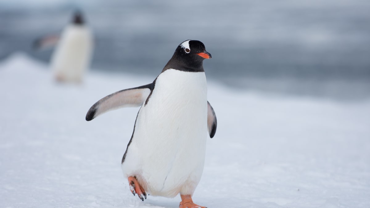 Vědci objevili znepokojivý nález u tučňáků