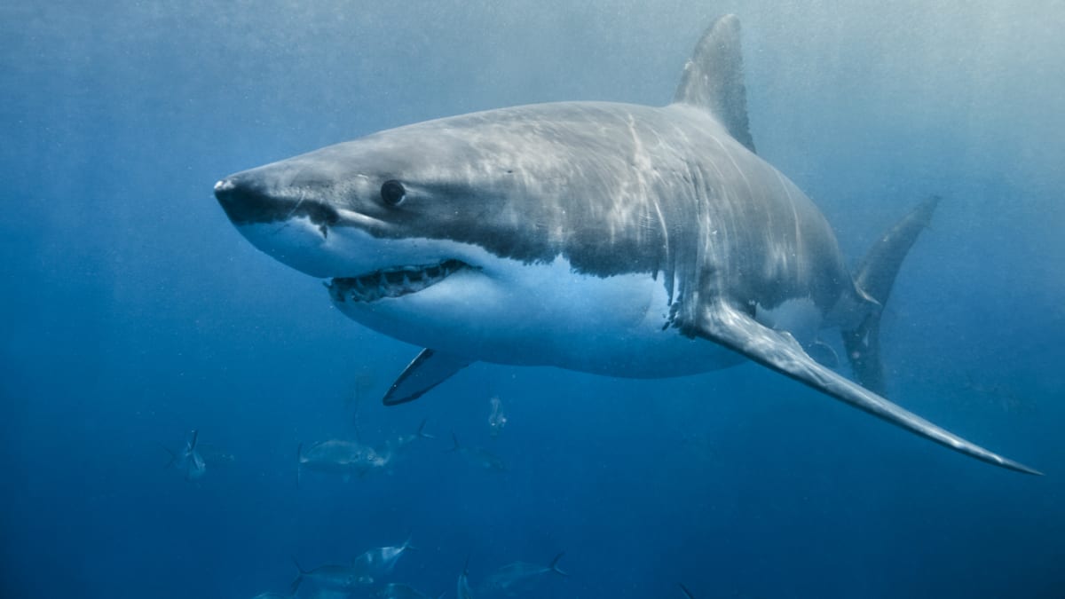 Souboj obřích žraloků - main 1