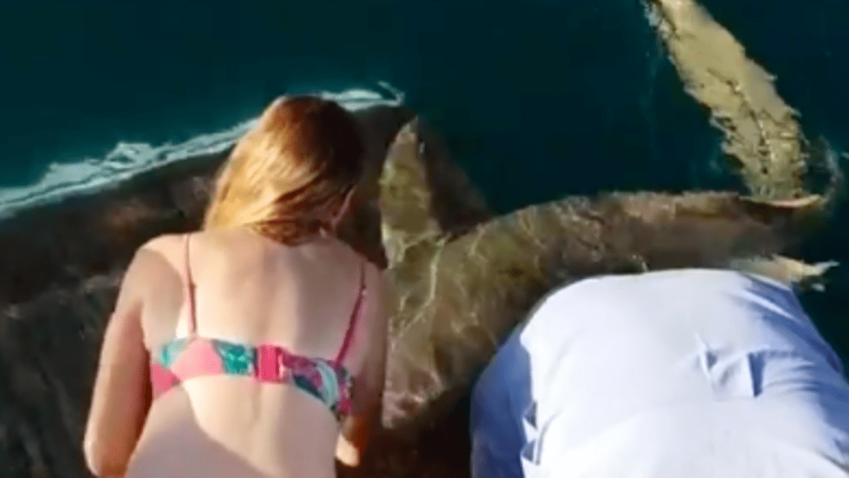 Brutální útok žraloka na ženu, která ho krmila 1