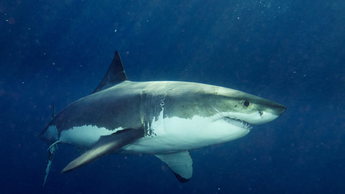 Nejkrvavější žraločí útok v historii 1