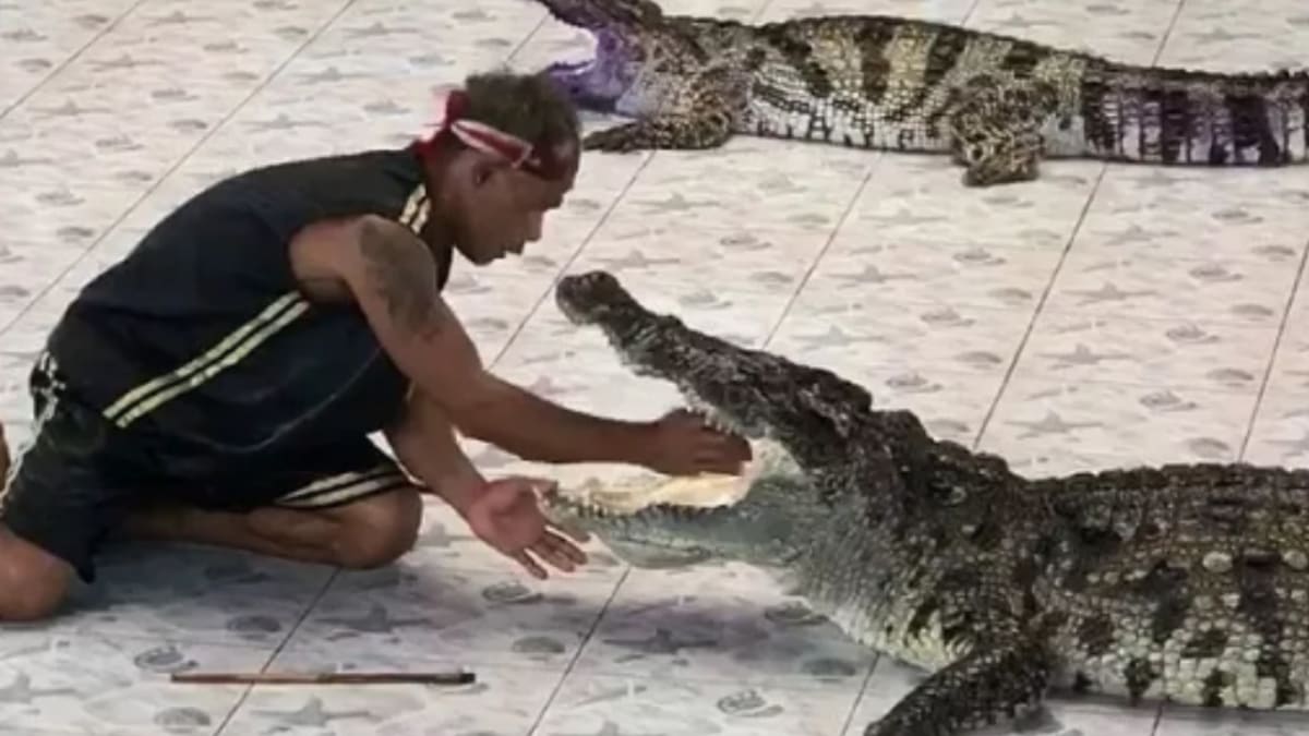 Krokodýl napadl trenéra 1