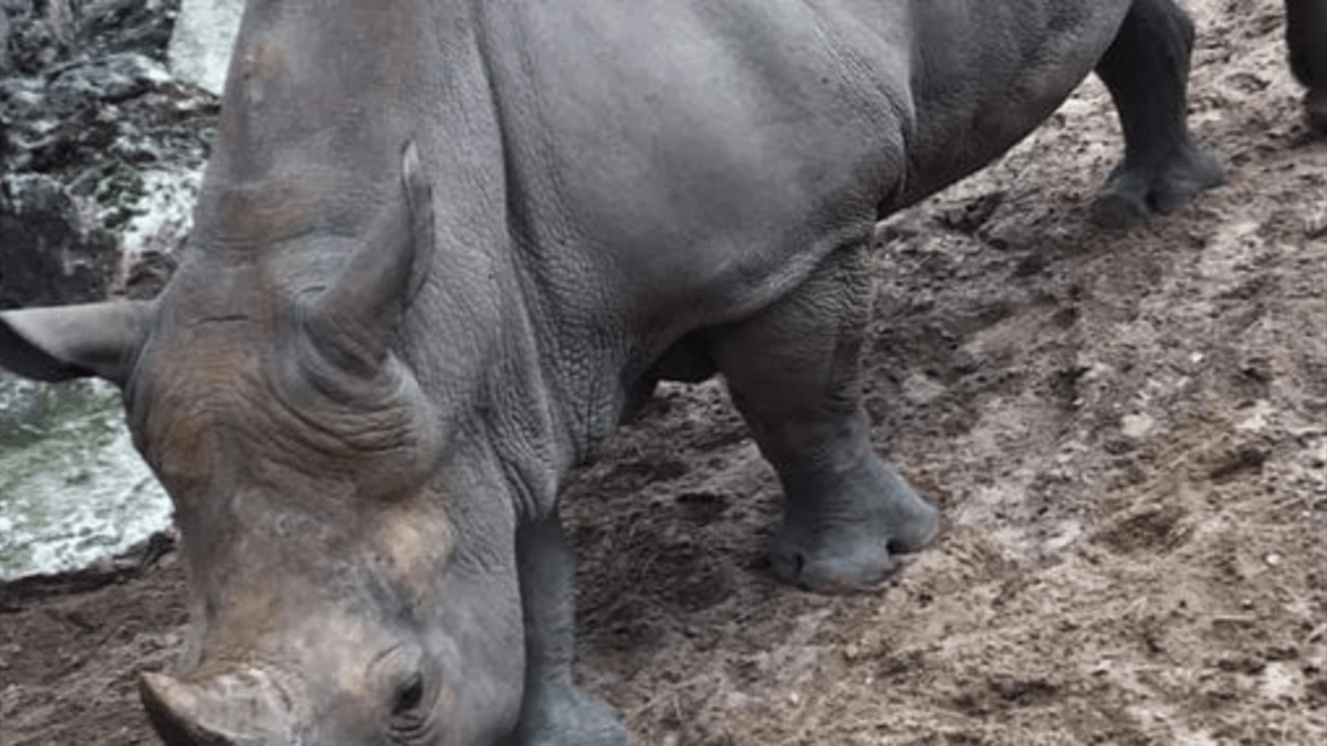 Nápisy vyryté na zádech nosorožce v zoo 1