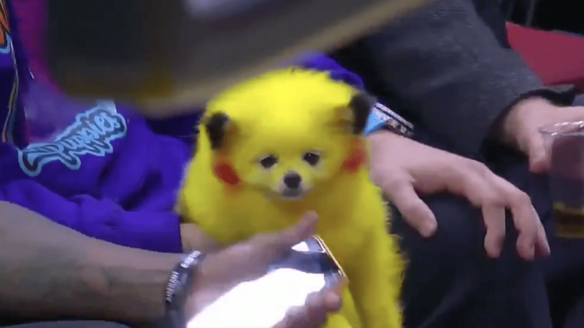 Týpek obarvil psa na barvy Pikachu 1