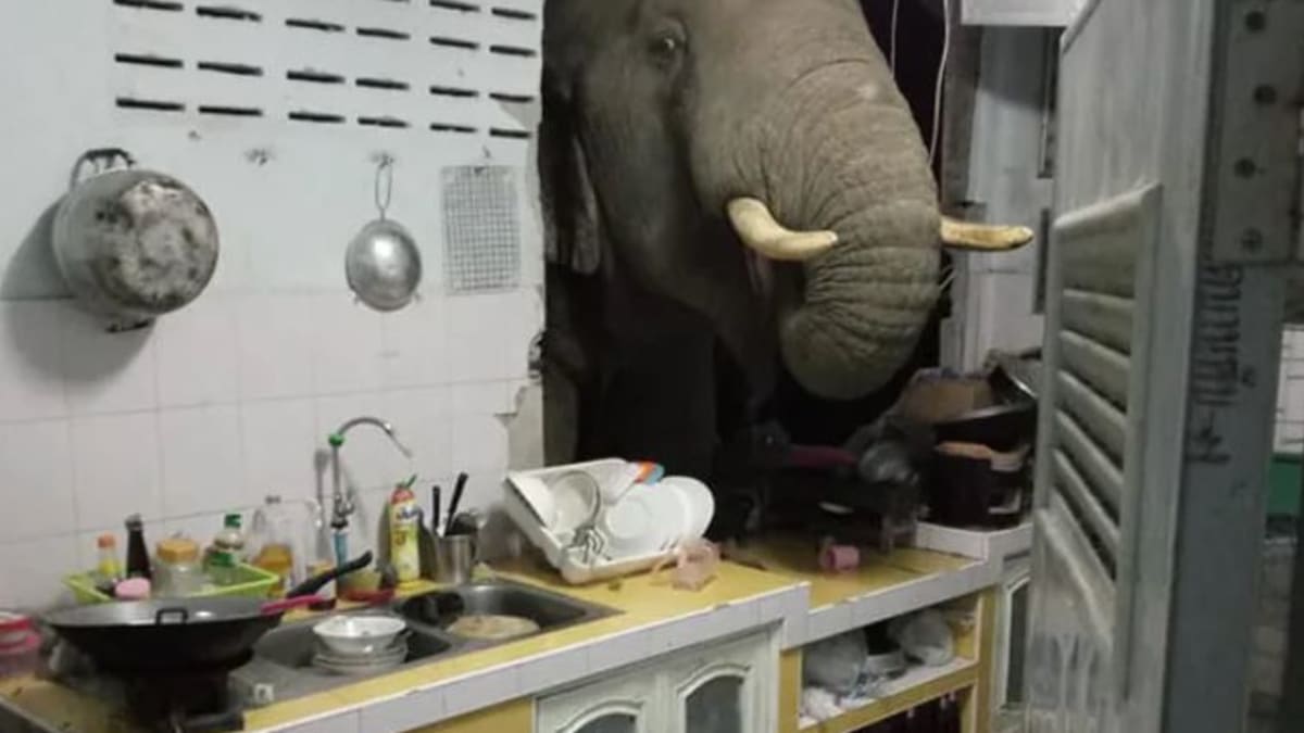 Slon prorazil zeď do kuchyně 1