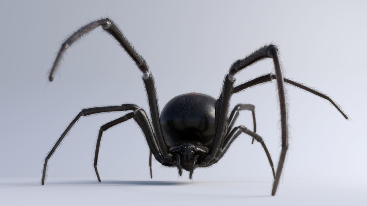 Zoo objevila nový druh jedovatého pavouka 1