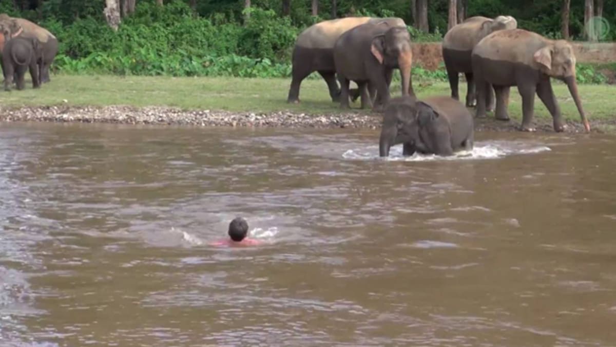 Slonice se vydala na pomoc muži, který jí dříve zachránil život