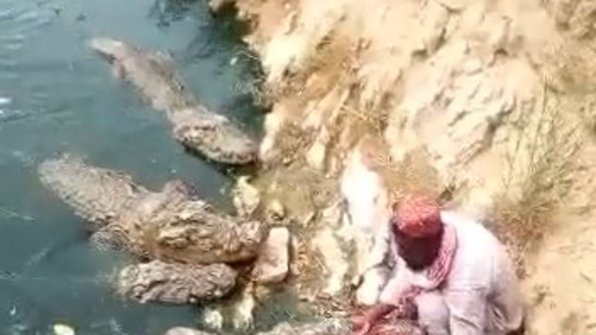 Muž krmil krokodýly přímo z ruky