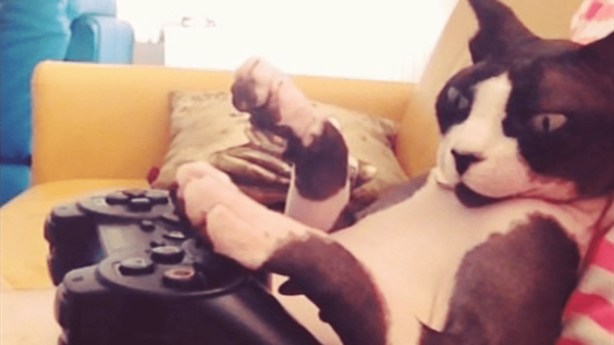 video Divácké zprávy: Tak tomu neuvěříte - kočka hraje videohry!