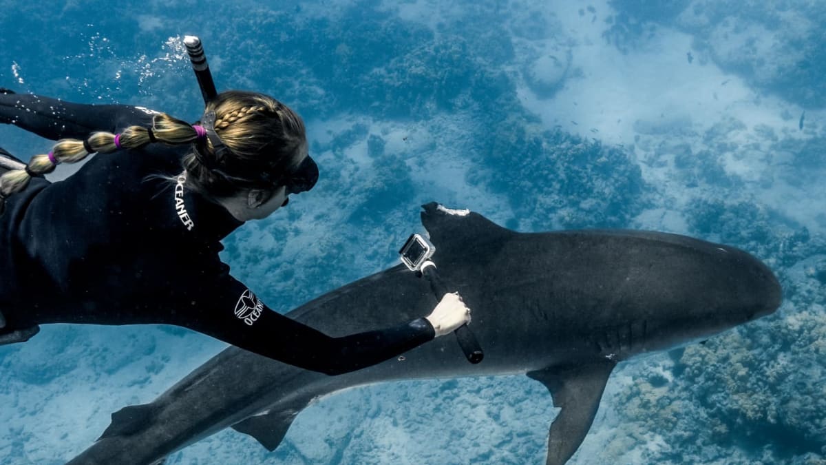 Potápěčka ukazuje, jak odradit žraloka od útoku 1