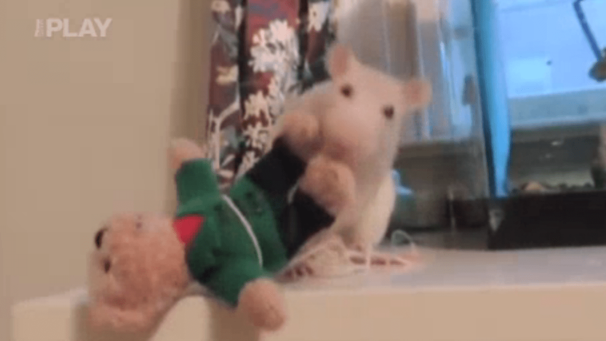 video Divácké zprávy: Tak tahle myška může jít rovnou hrát do televize!