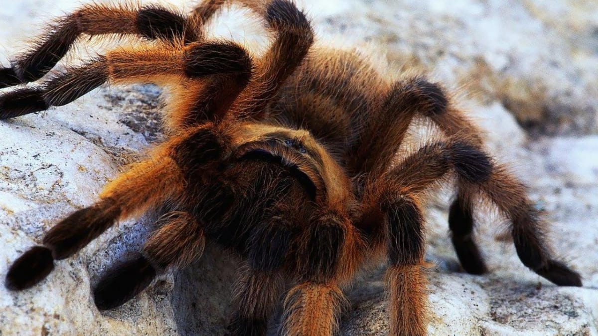 Nejnebezpečnější pavouci světa