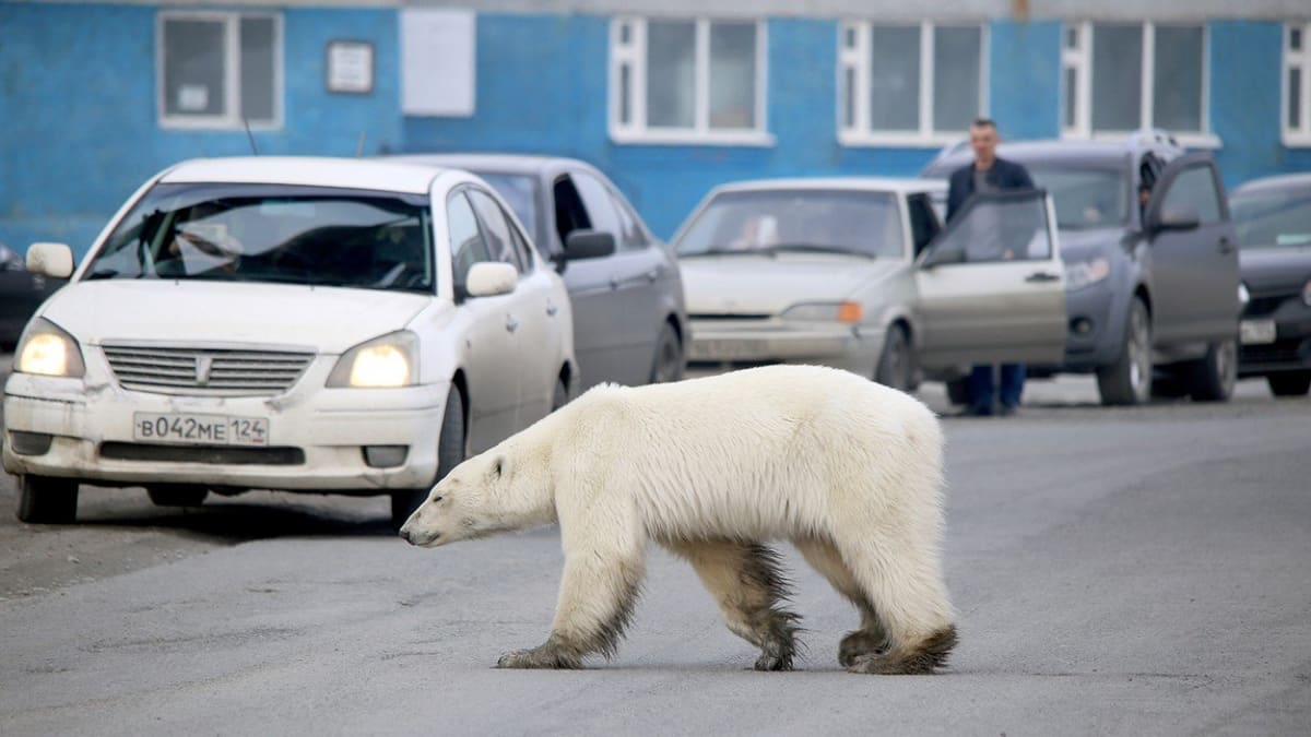 V průmyslové oblasti na Sibiři se pohyboval lední medvěd 4