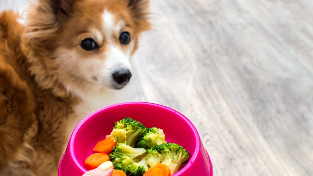 Psi by měli mít vyváženou a pestrou stravu